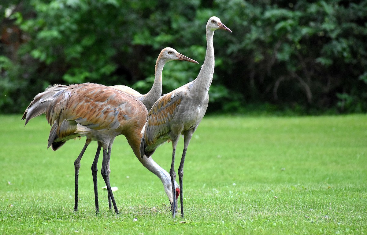 Sandhill Crane - ML622323848
