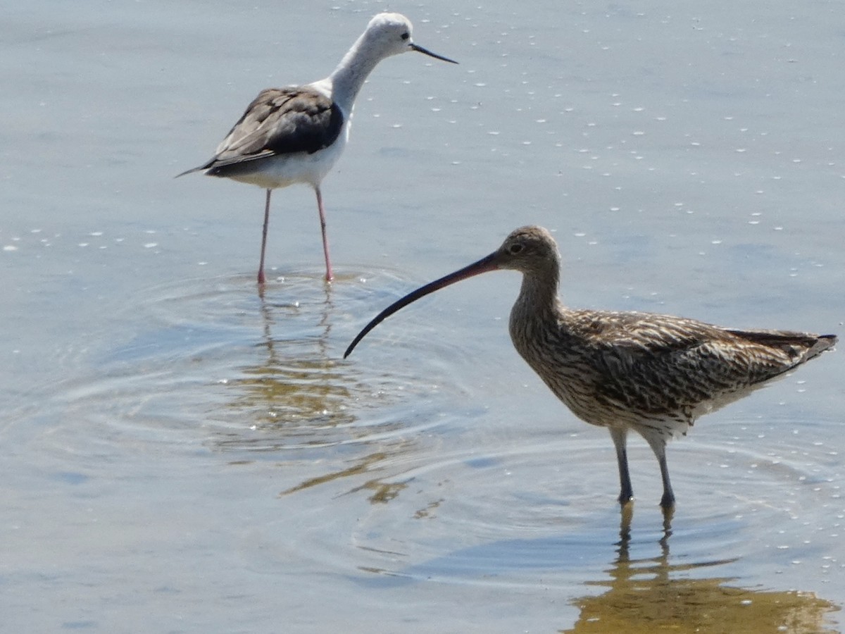 Eurasian Curlew - ML622323849
