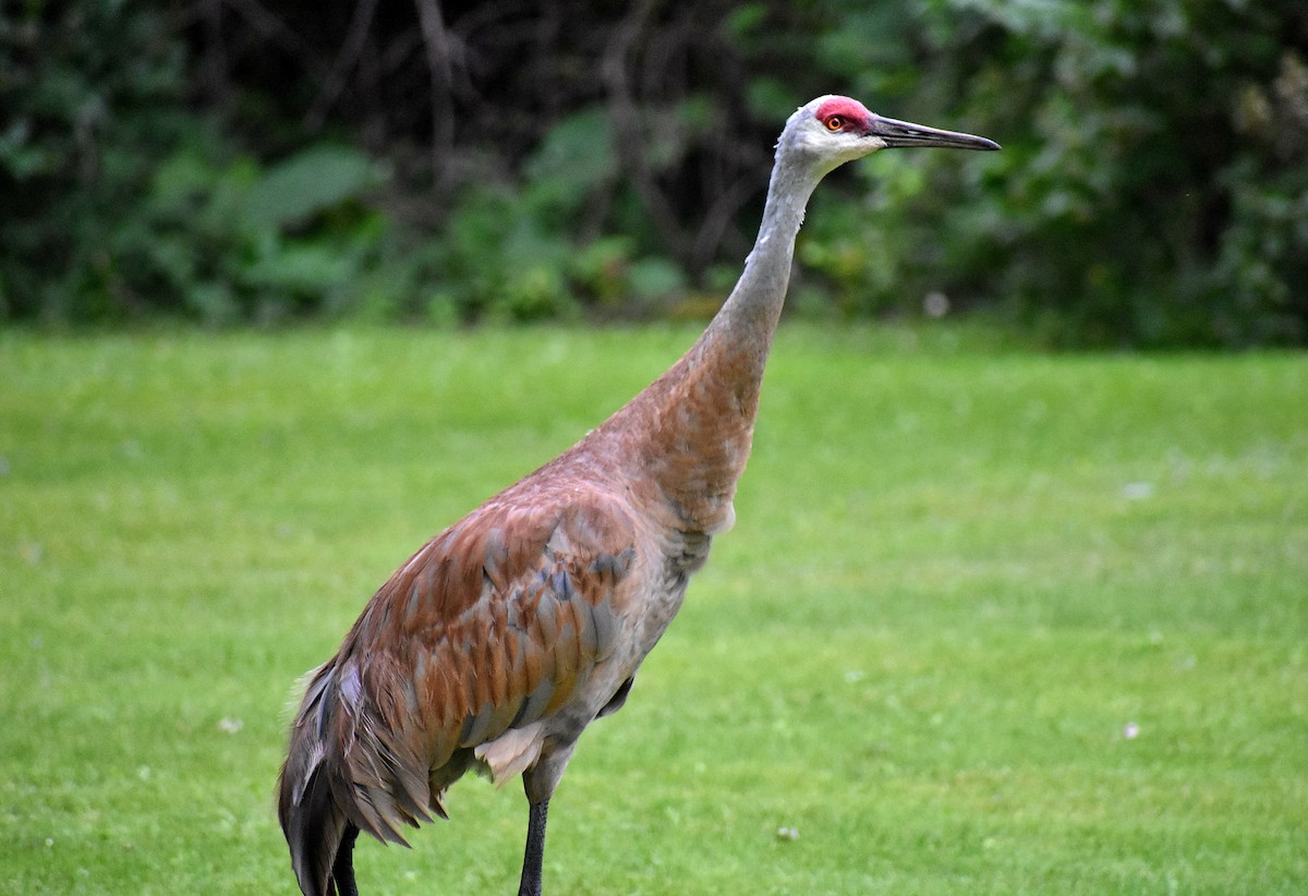 Sandhill Crane - ML622323850