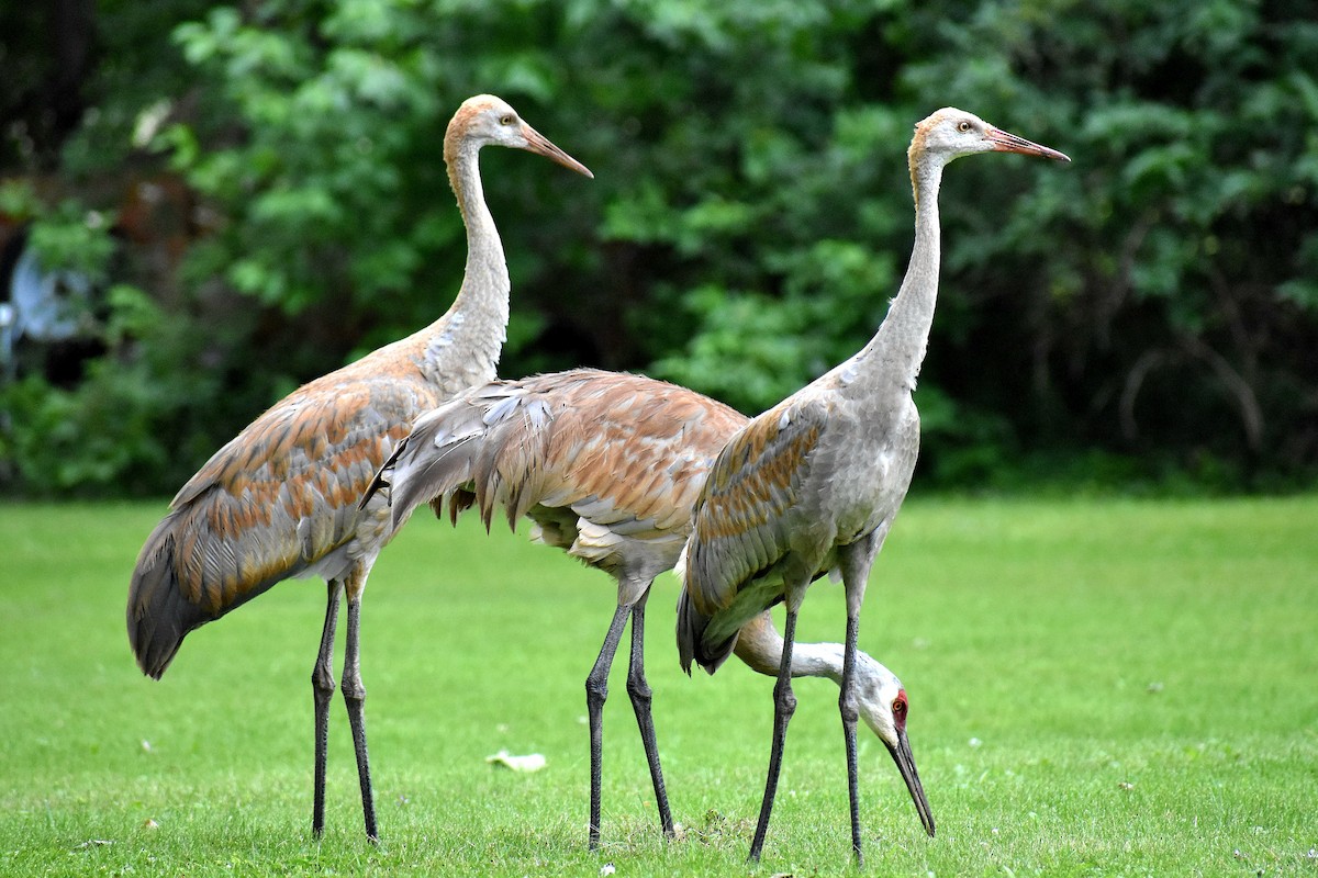 Sandhill Crane - ML622323851
