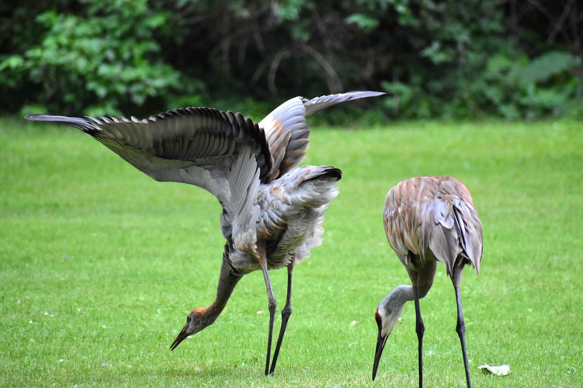 Sandhill Crane - ML622323852