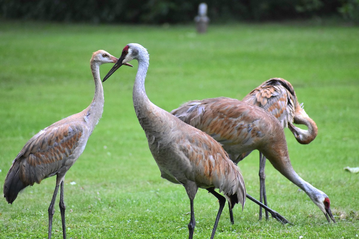 Sandhill Crane - ML622323853