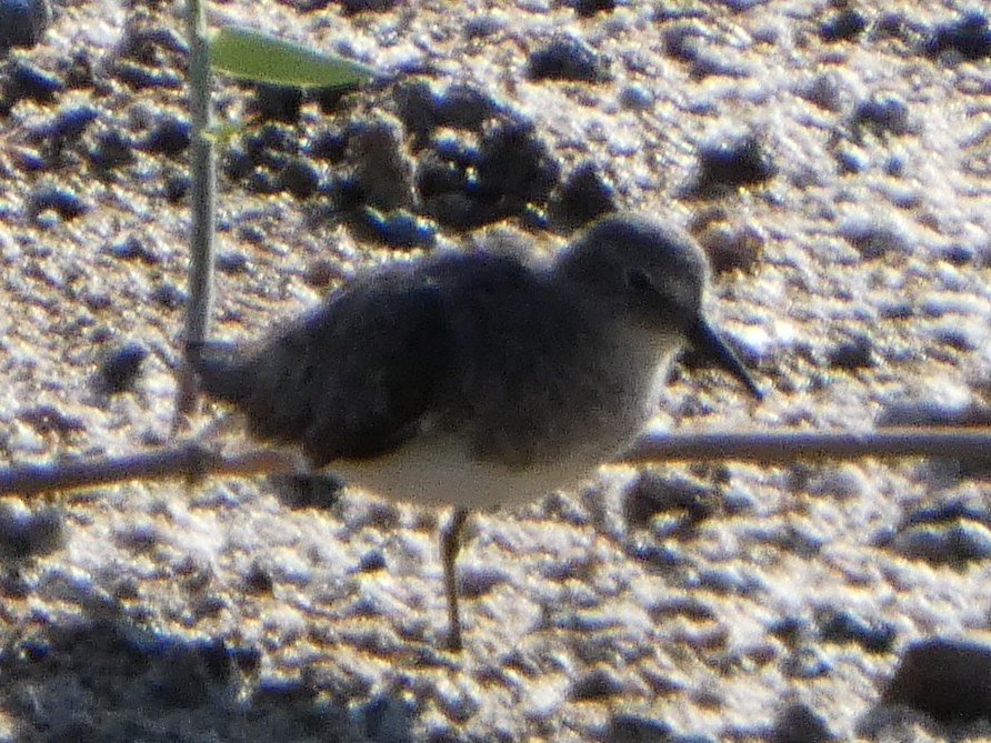 Temminck's Stint - ML622323906