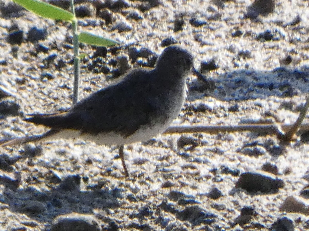 Temminck's Stint - ML622323907
