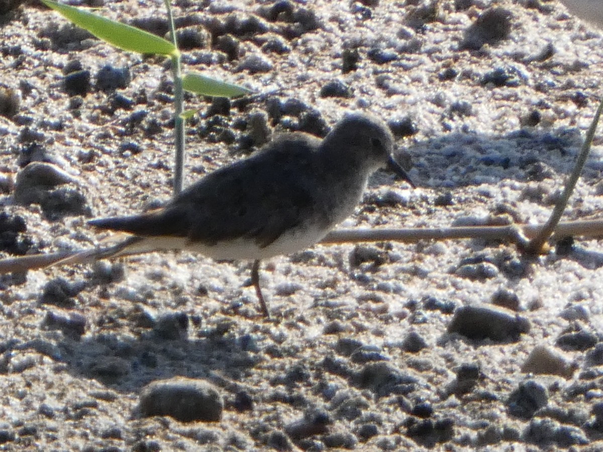 Temminck's Stint - ML622323908