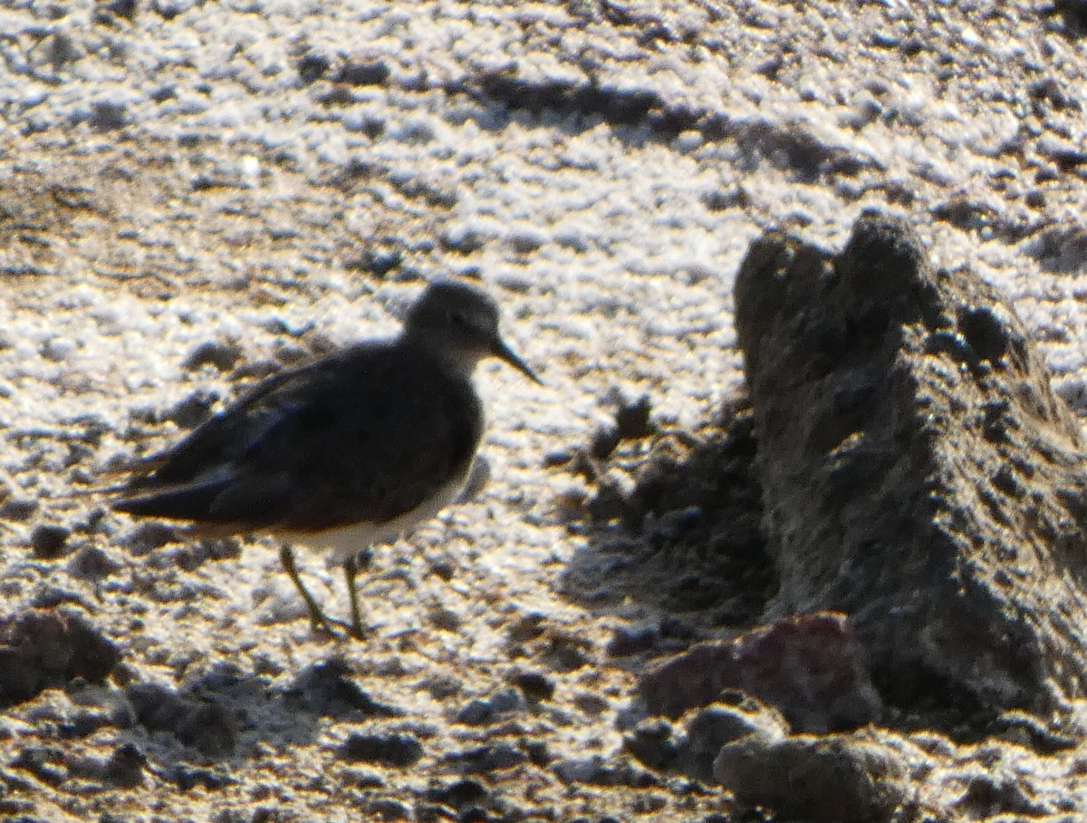 Temminck's Stint - ML622323909