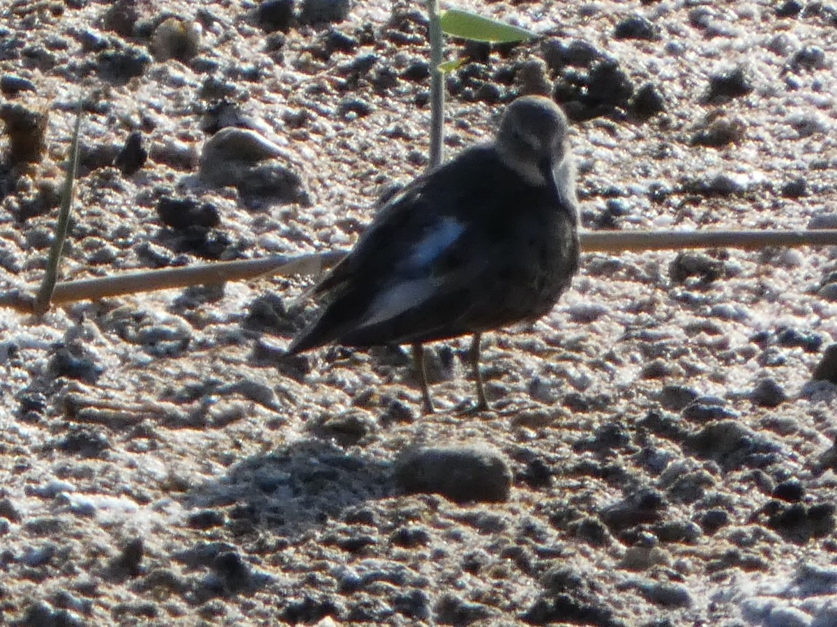 Temminck's Stint - ML622323910