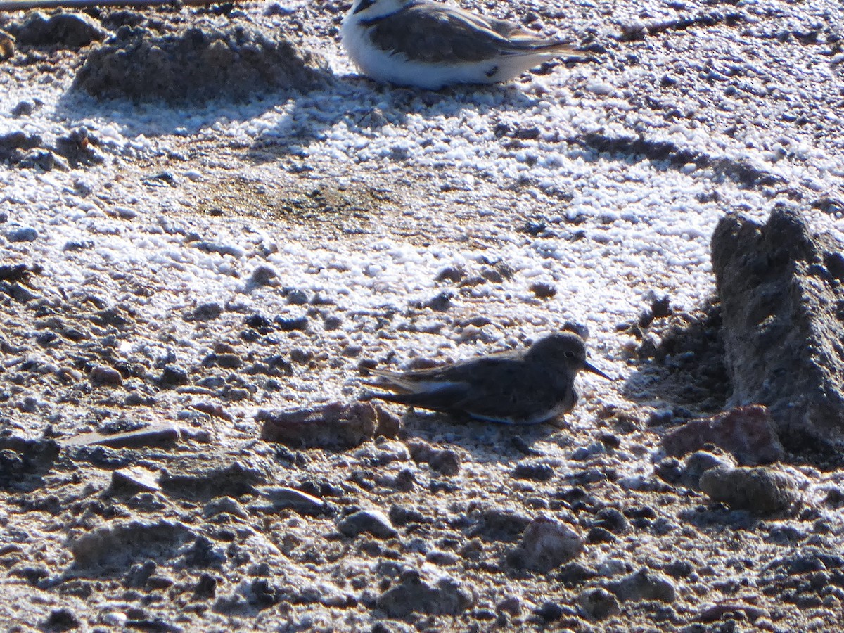 Temminck's Stint - ML622323911