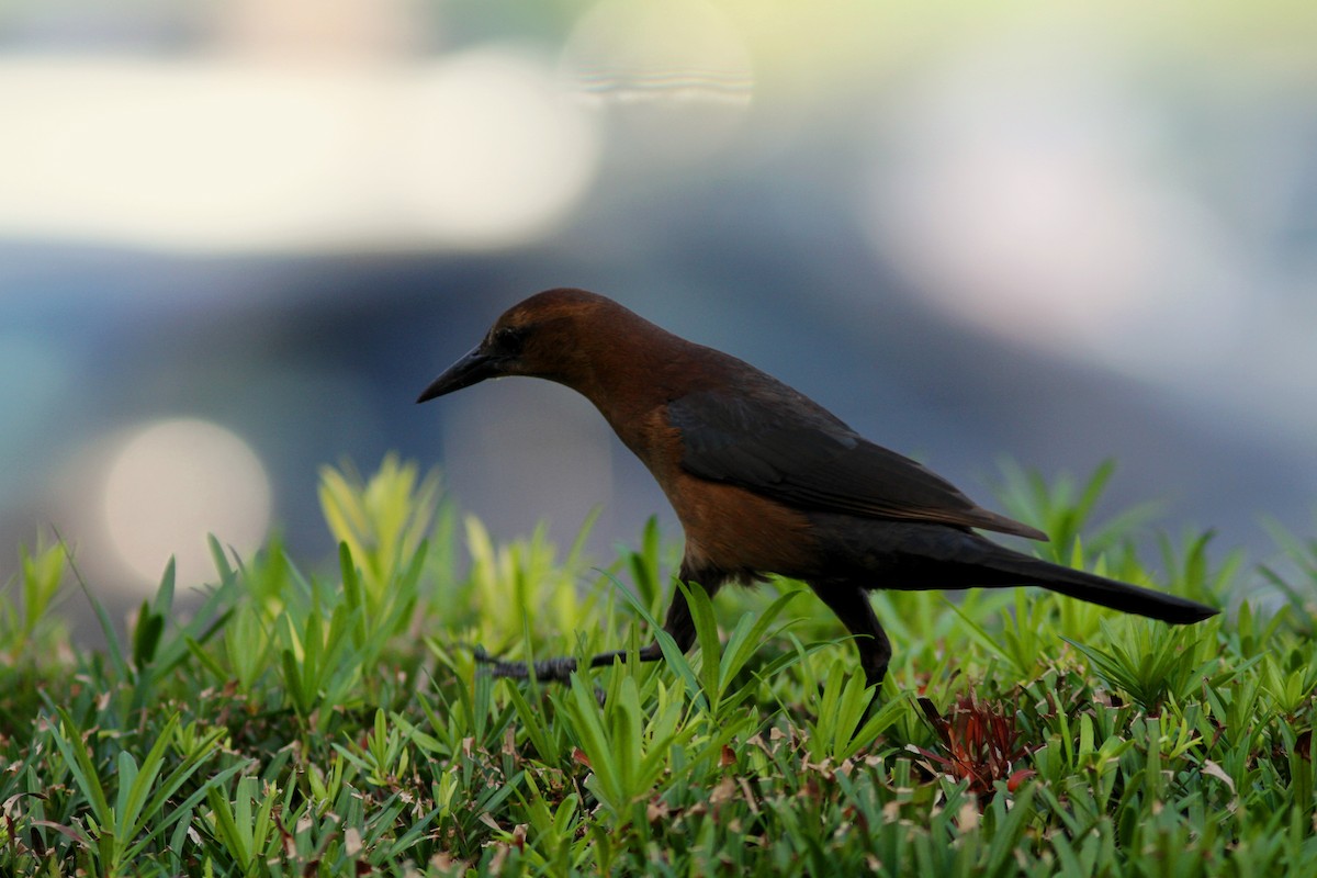 Boat-tailed Grackle - ML622324010