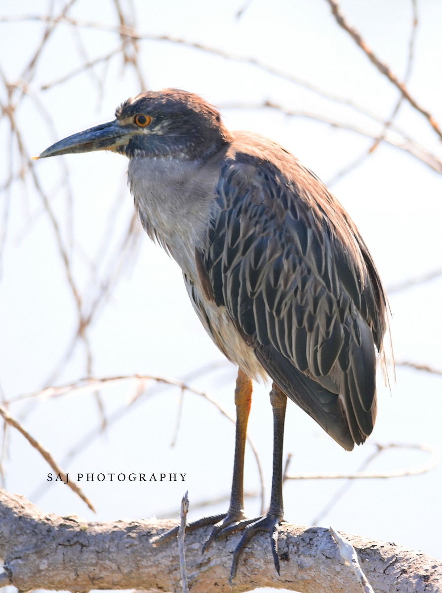 Yellow-crowned Night Heron (Yellow-crowned) - ML622324038