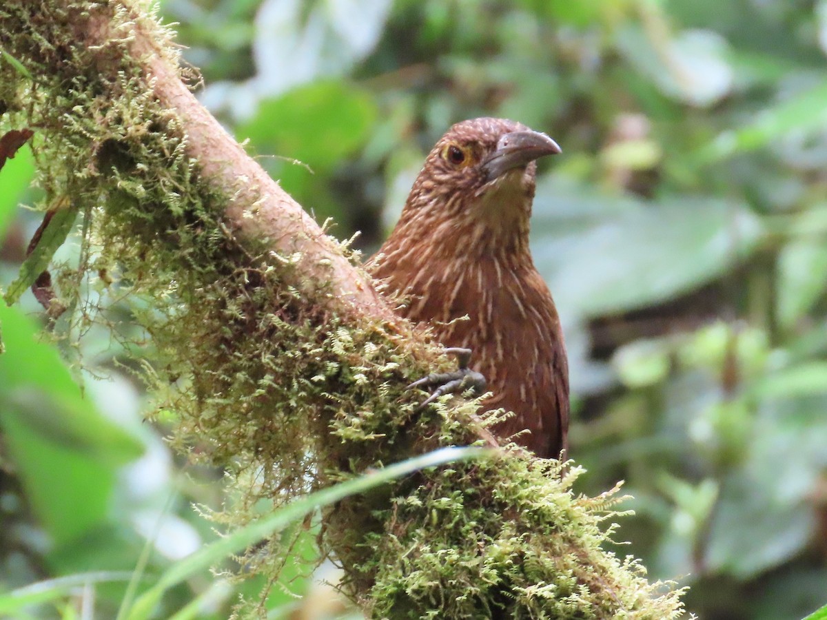 Strong-billed Woodcreeper (Andean/Northern) - ML622324066