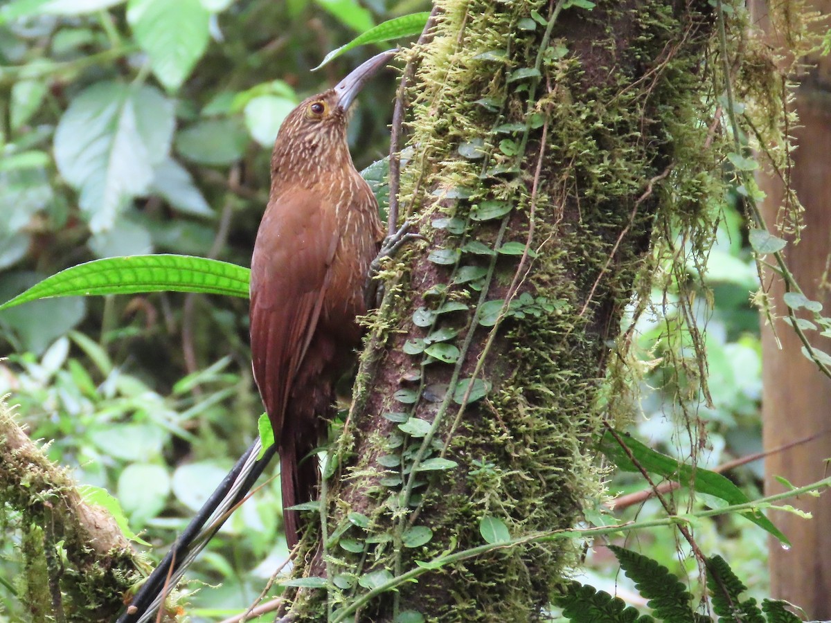 Strong-billed Woodcreeper (Andean/Northern) - ML622324067