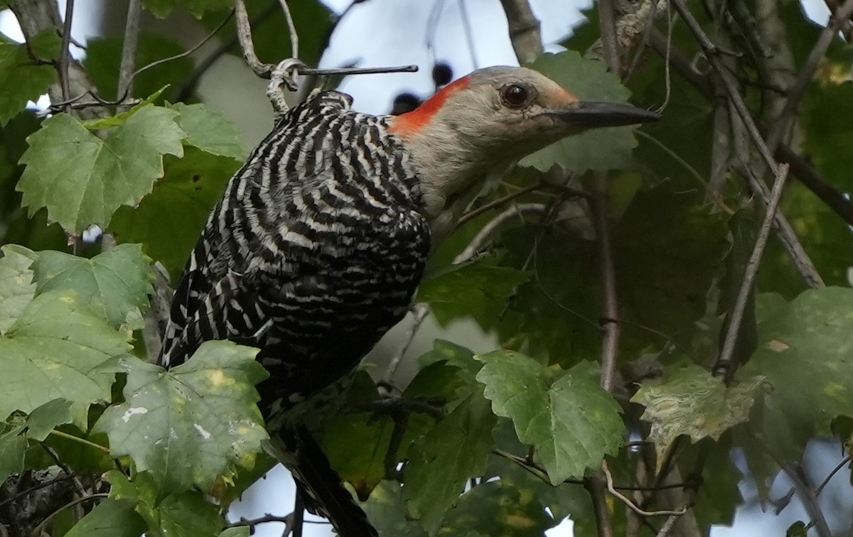 Red-bellied Woodpecker - Dave Bowman