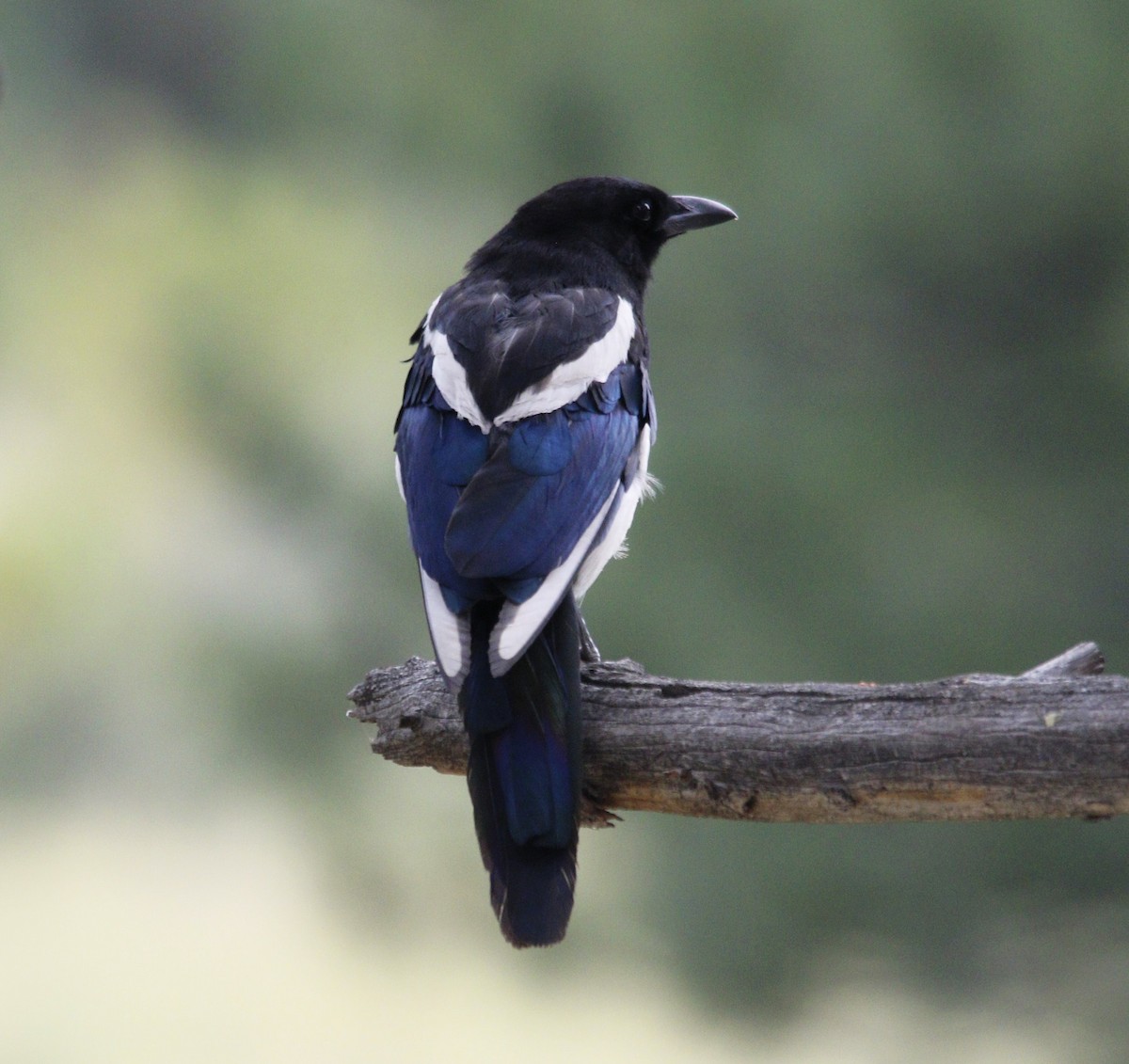 Black-billed Magpie - ML622324102