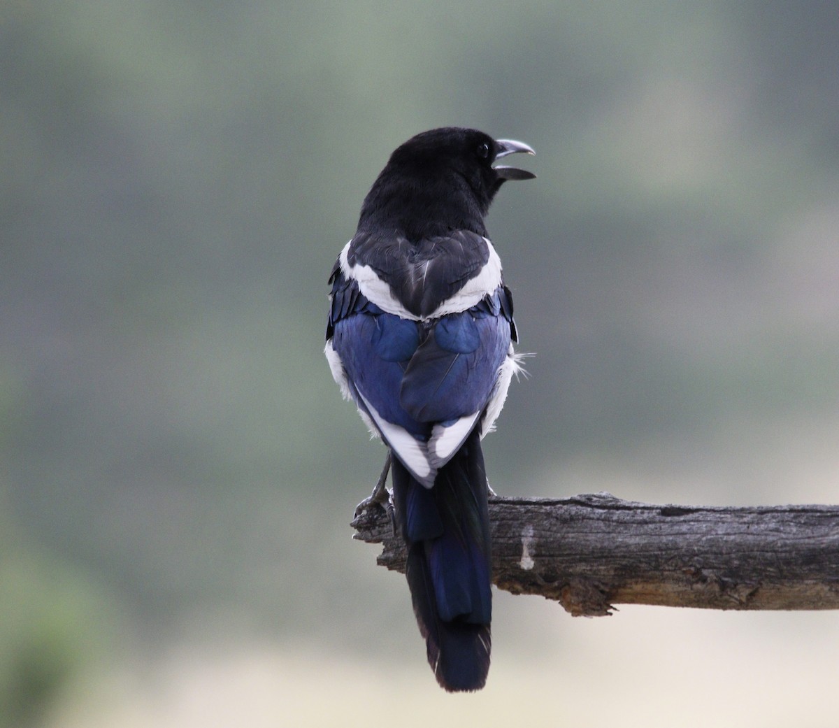 Black-billed Magpie - ML622324103