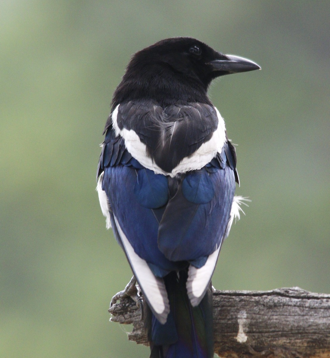 Black-billed Magpie - ML622324104