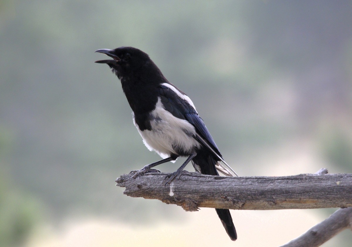 Black-billed Magpie - ML622324105