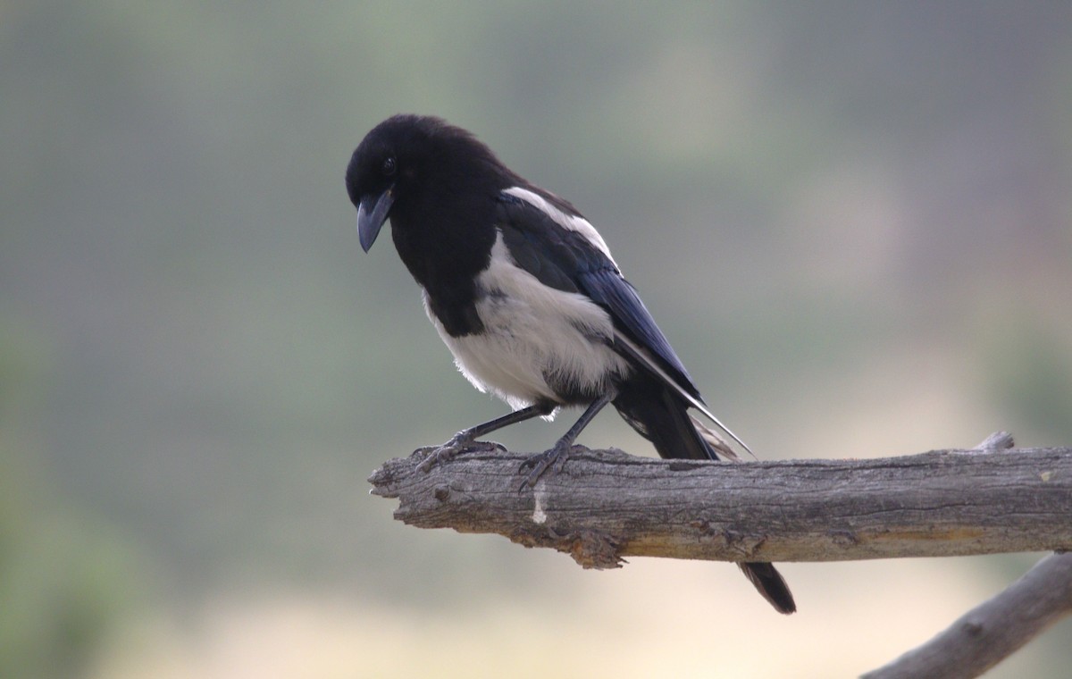 Black-billed Magpie - ML622324106