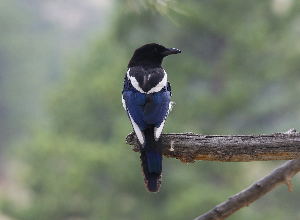 Black-billed Magpie - ML622324109