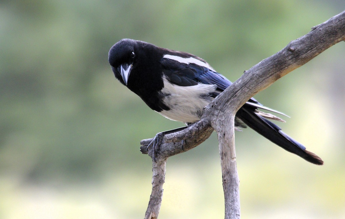 Black-billed Magpie - ML622324110