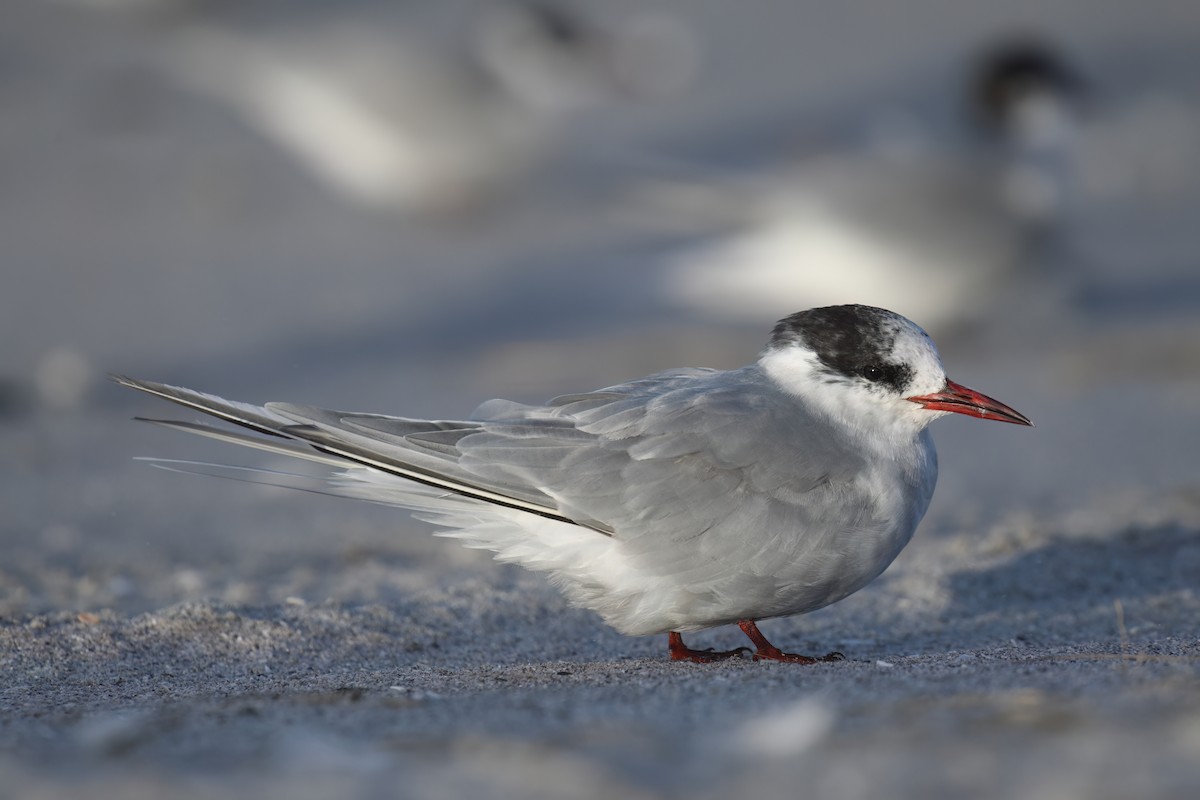 Antarctic Tern - ML622324125