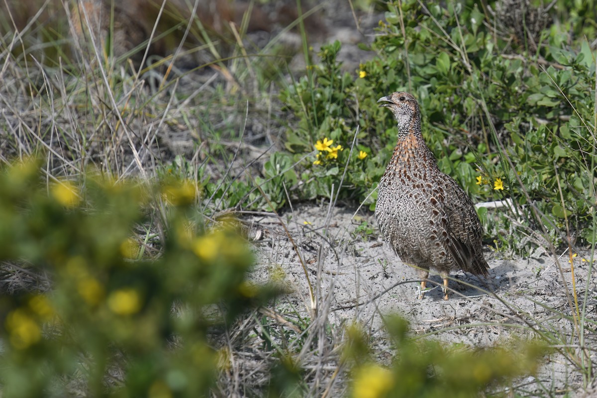 Gray-winged Francolin - ML622324139