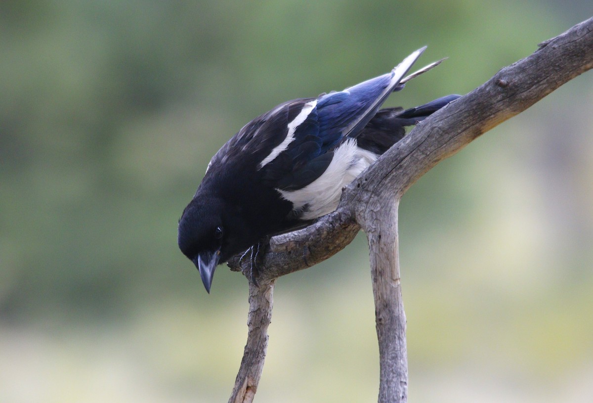 Black-billed Magpie - ML622324151
