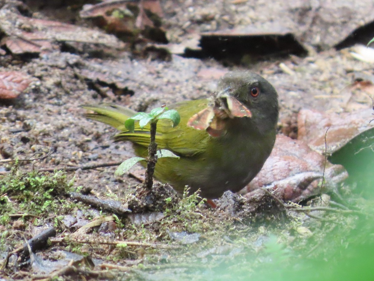 Dusky Chlorospingus - Jonathan Bowser