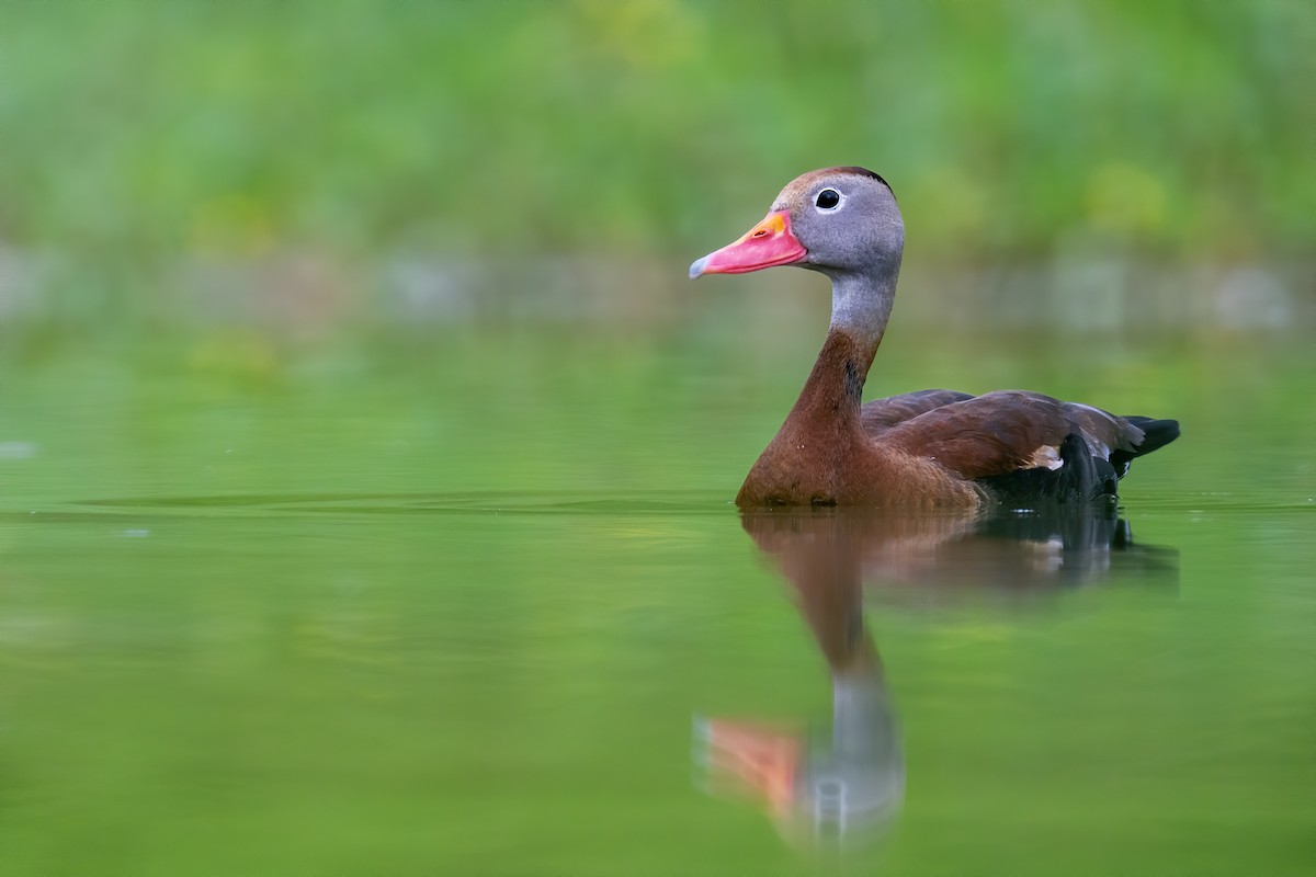 Black-bellied Whistling-Duck - ML622324189