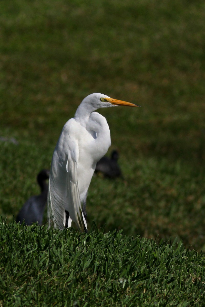 Great Egret - ML622324274