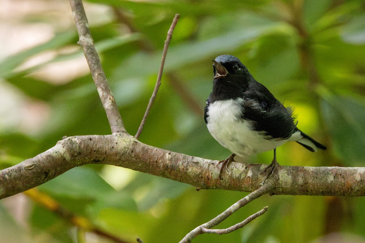 Black-throated Blue Warbler - ML622324319