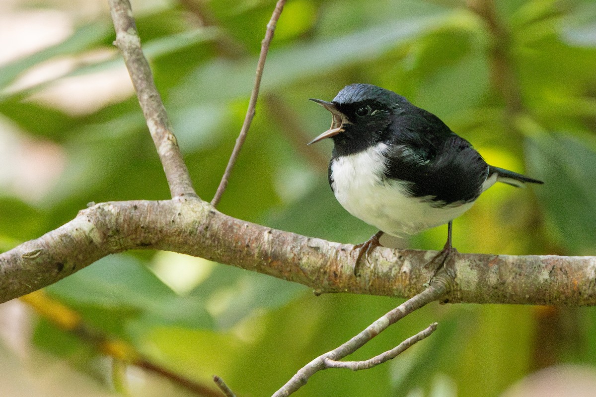 Black-throated Blue Warbler - ML622324371