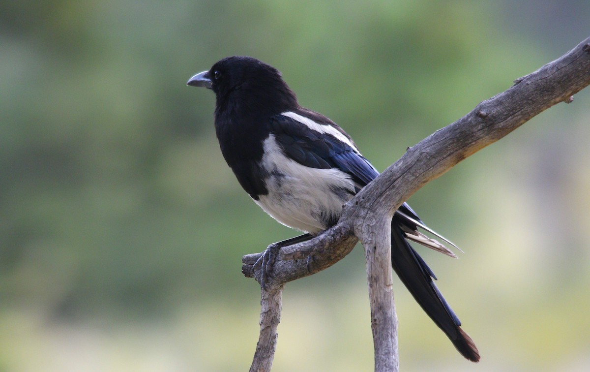Black-billed Magpie - ML622324416