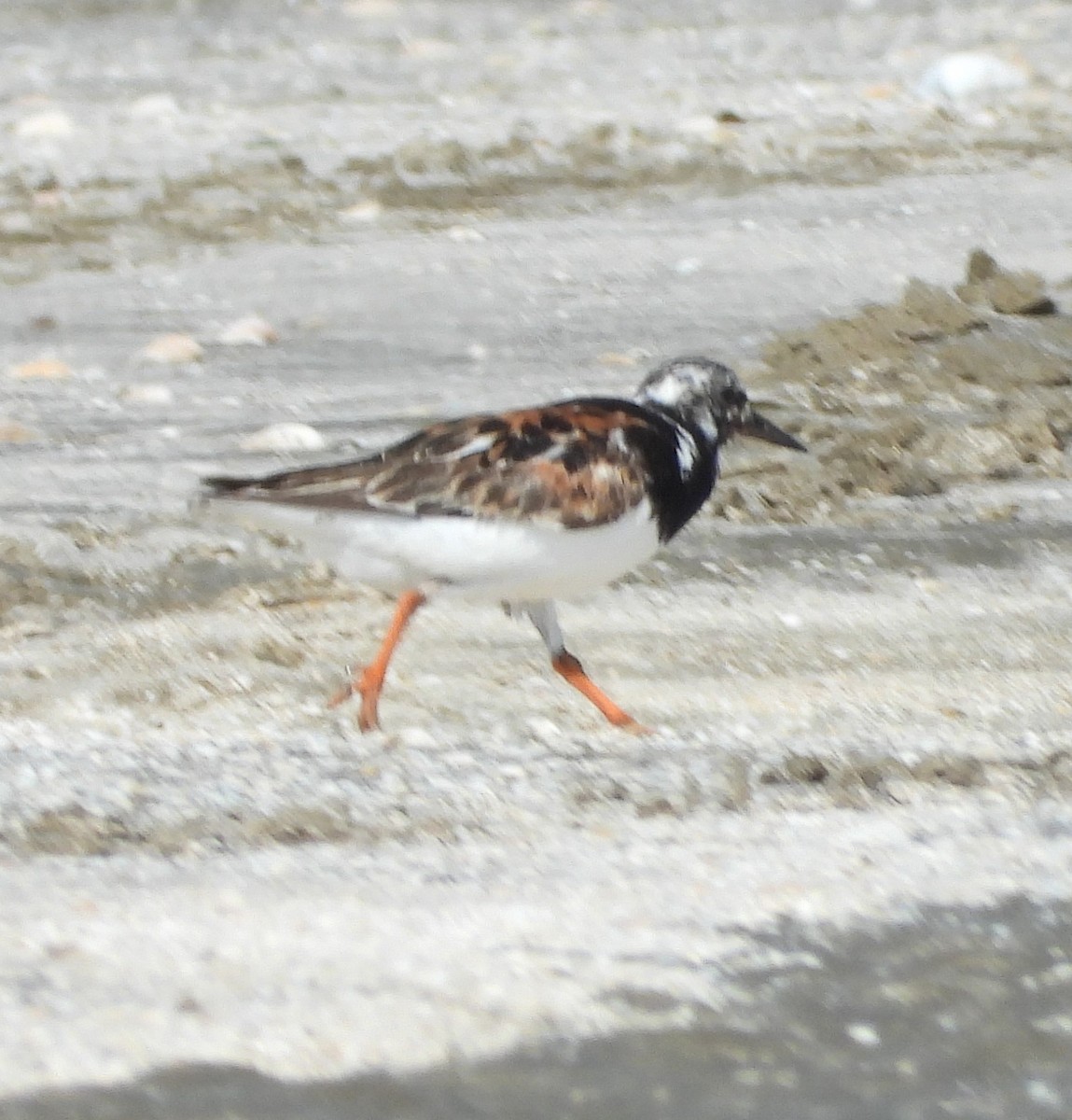 Ruddy Turnstone - ML622324474