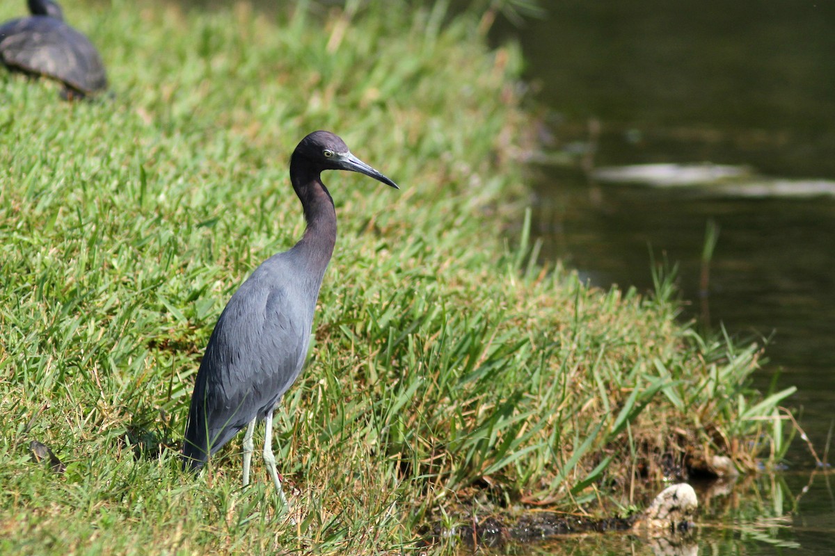 Little Blue Heron - ML622324491