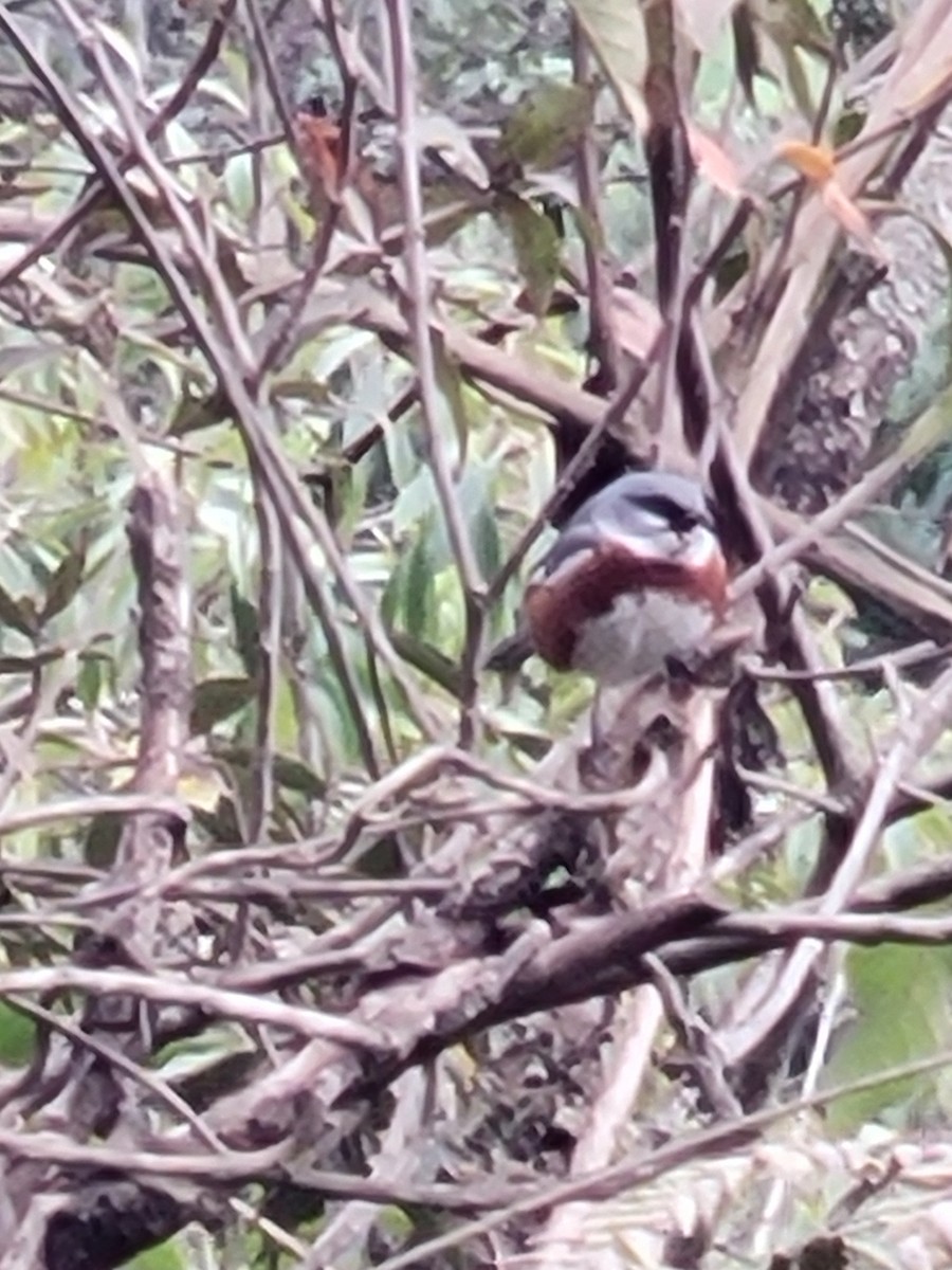 Bay-chested Warbling Finch - ML622324531