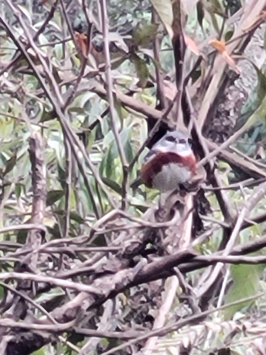 Bay-chested Warbling Finch - ML622324533