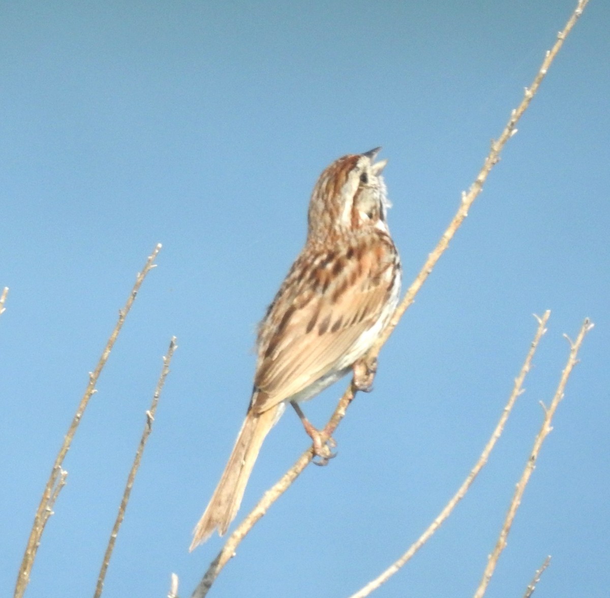 Song Sparrow - ML622324542