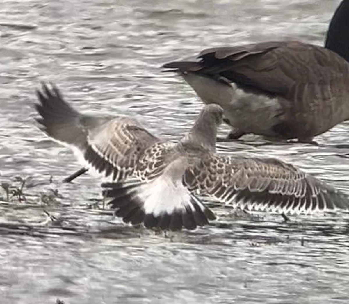 Laughing Gull - ML622324728