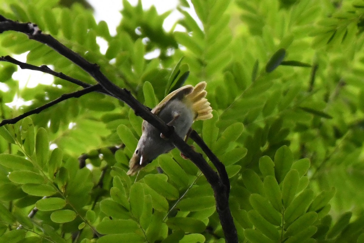 White-bellied Erpornis - ML622324778