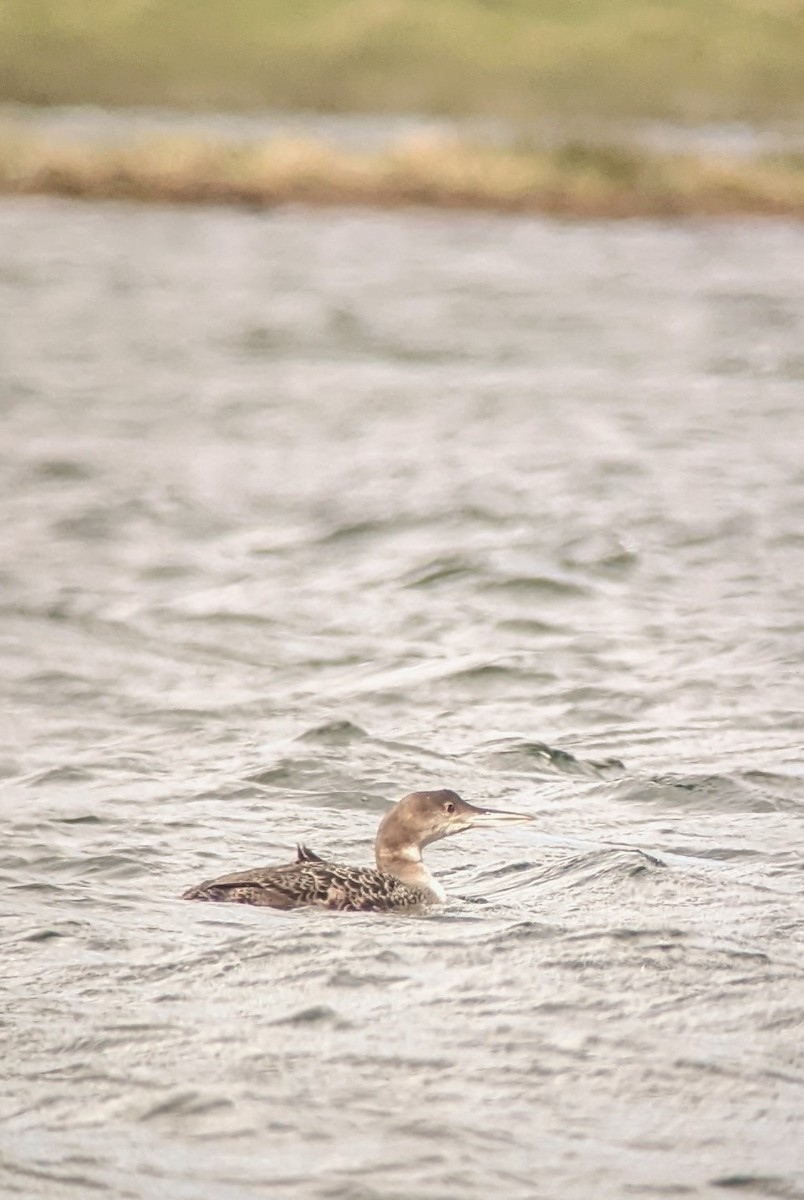 Plongeon huard - ML622324799