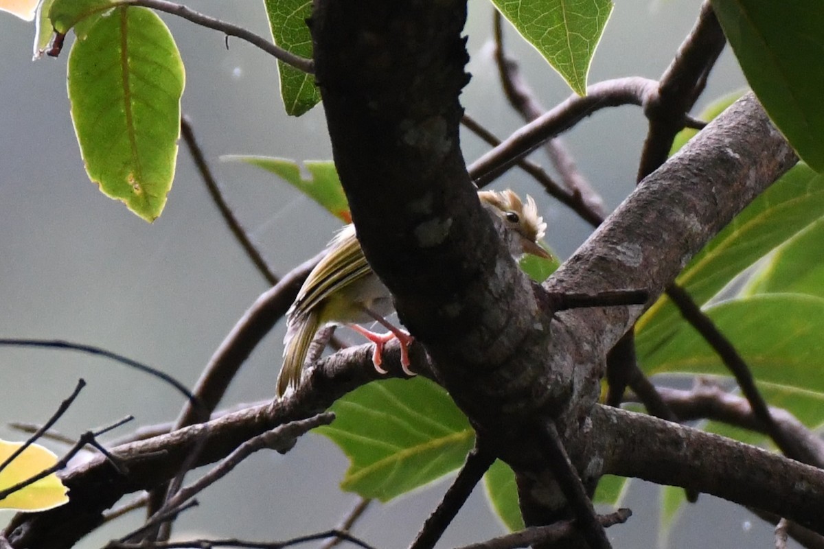 White-bellied Erpornis - ML622324812