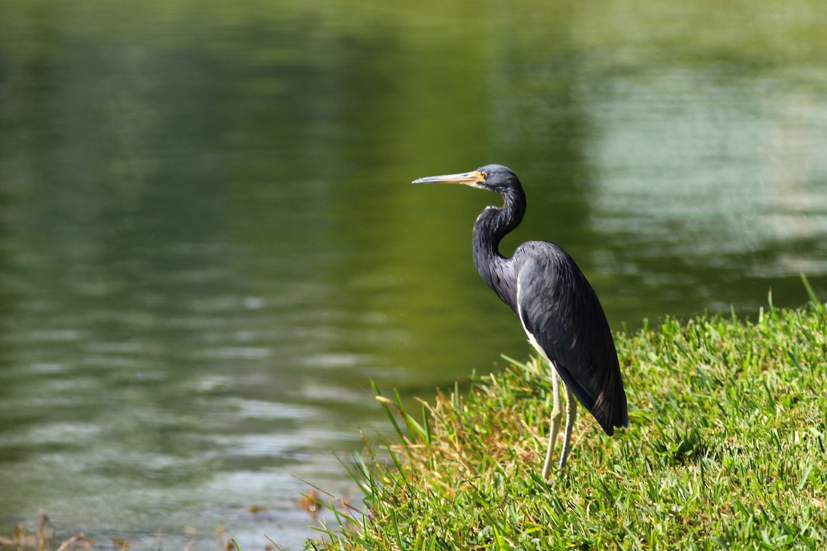 Tricolored Heron - ML622324814