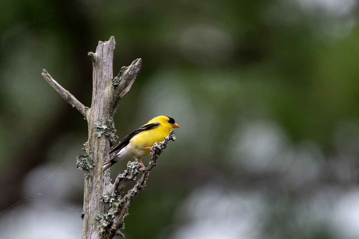 American Goldfinch - ML622324891