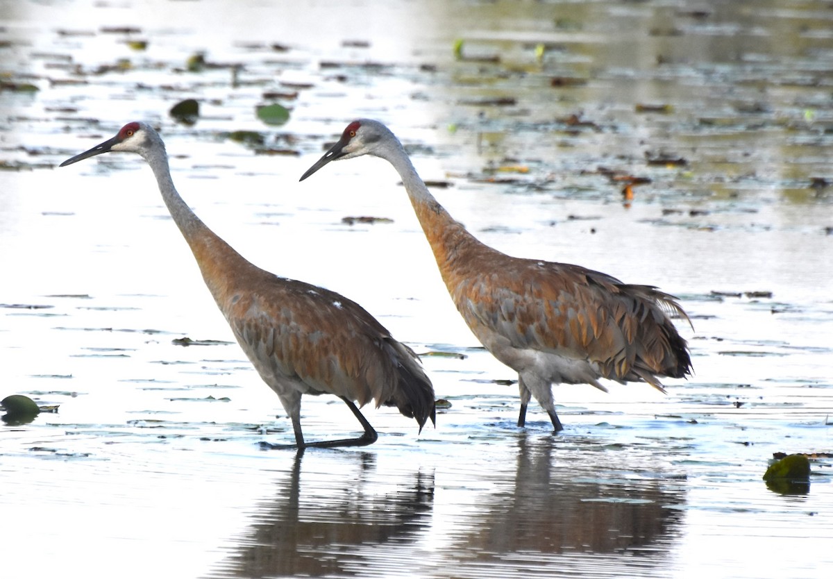Sandhill Crane - ML622324959