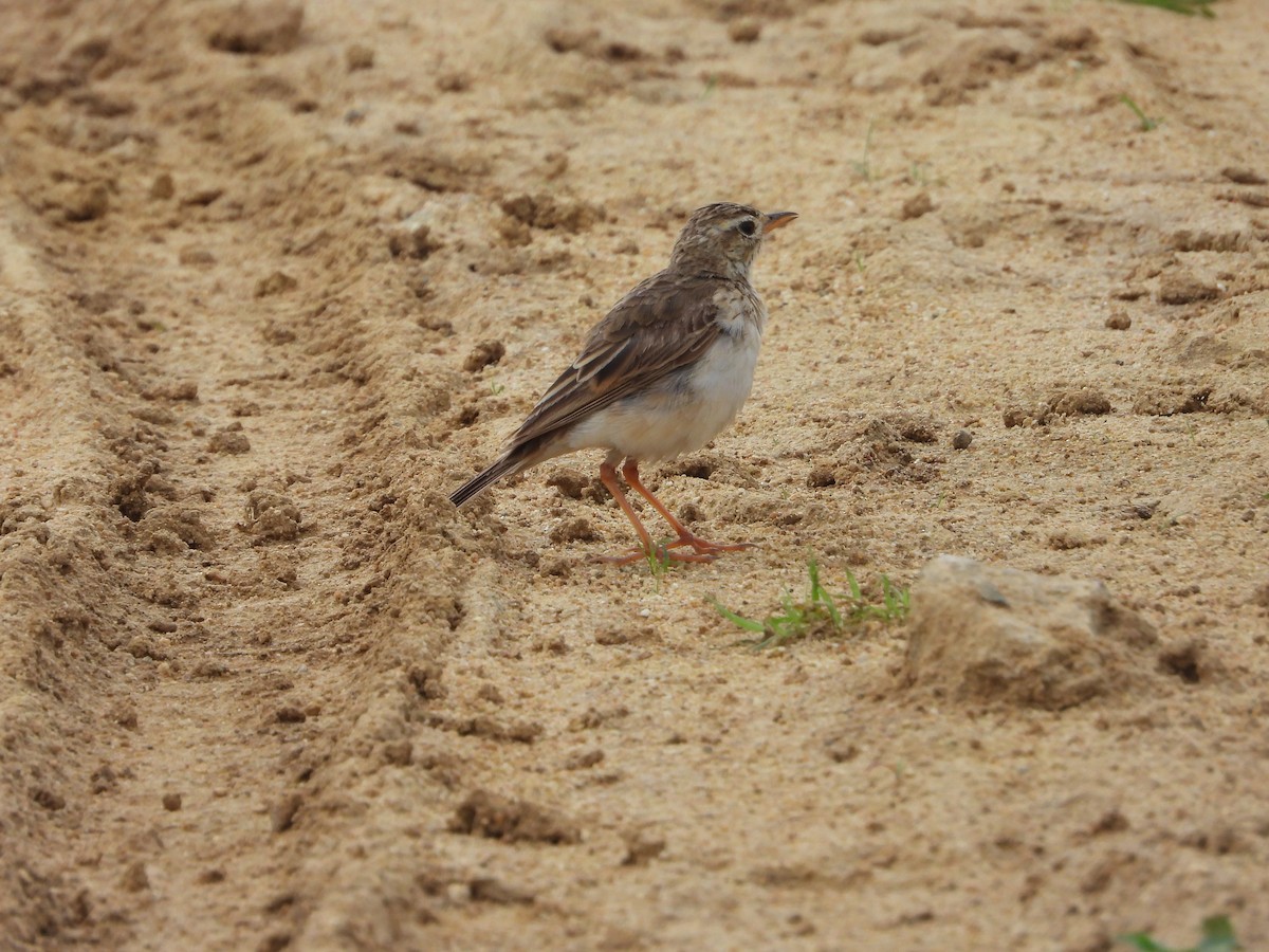 Paddyfield Pipit - ML622325217