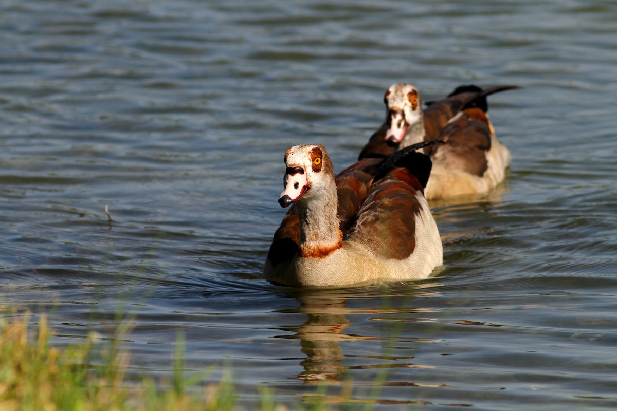 Egyptian Goose - ML622325223