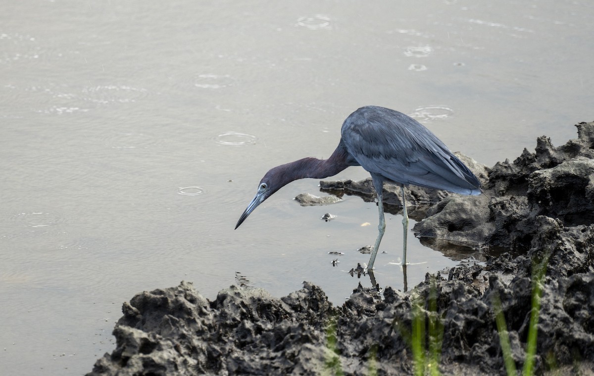 Little Blue Heron - ML622325248