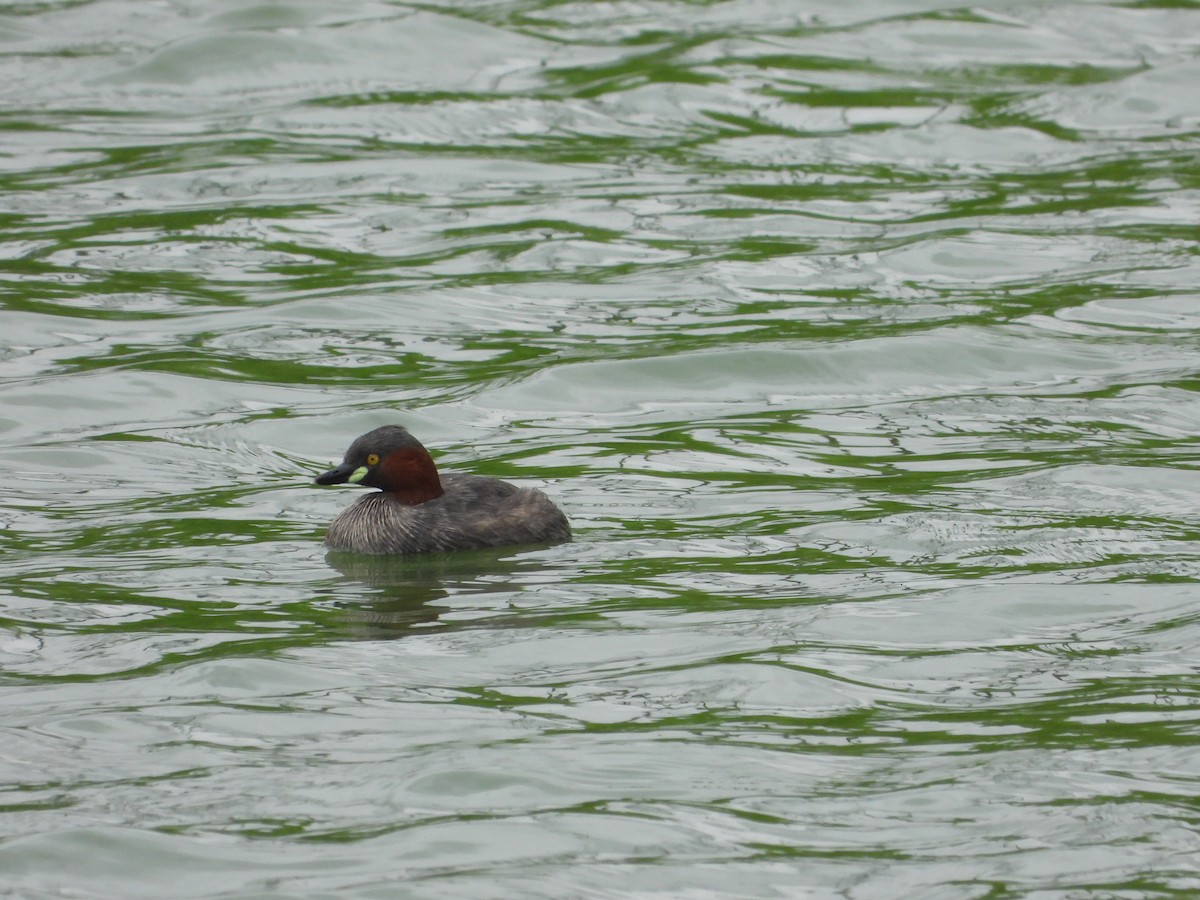 Little Grebe - ML622325249