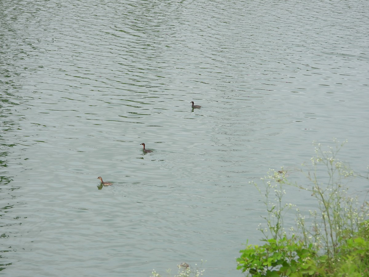 Little Grebe - ML622325260